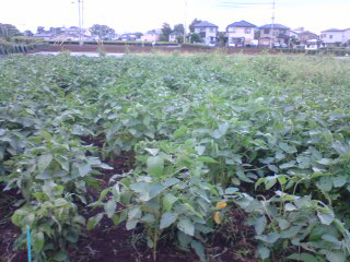 4時間半草むしり後。。。